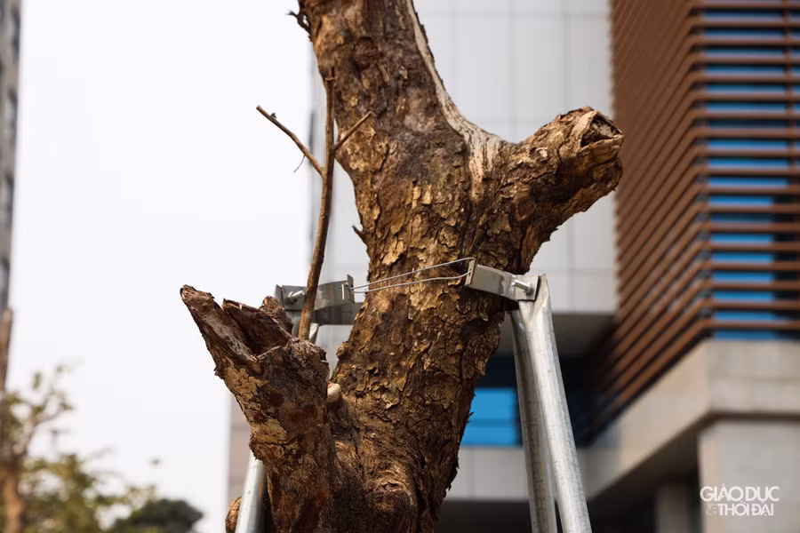 Điều đáng chú ý là hệ thống cây xanh được trồng trên tuyến đường này sau khi đưa vào sử dụng thì ngày càng khô héo, trơ trụi mất đi dấu hiệu của sự sống. Tình trạng này đã đi ngược lại với những kỳ vọng, mong muốn về giảm ô nhiễm, khói bụi của người dân thủ đô.