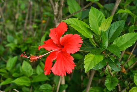Kiem soat benh tieu duong bang la xuong rong va hoa dam but - Anh 2
