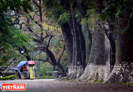 Ha Noi dep diu dang va tho mong trong khoanh khac giao mua - Anh 3