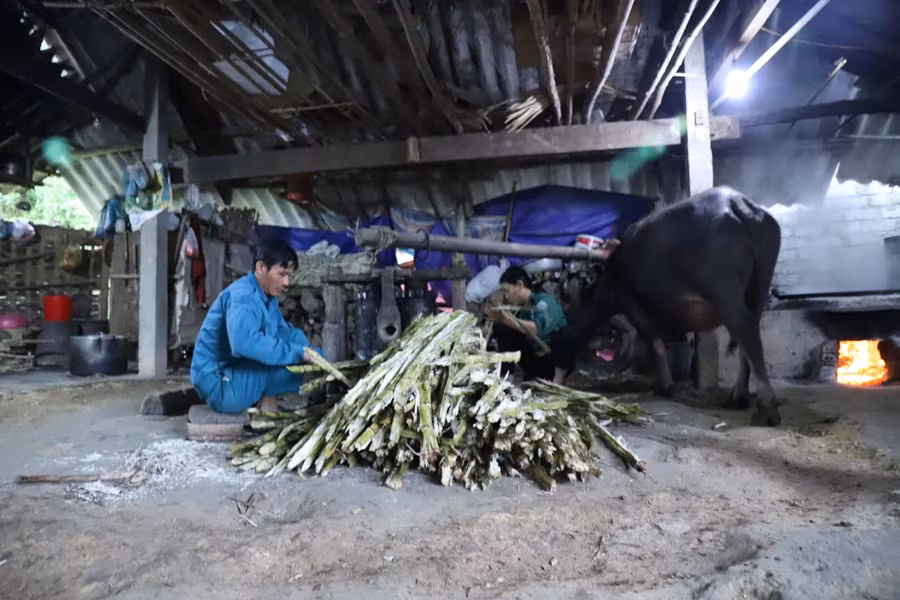 Từ bao năm qua, hộ nhà anh Nguyễn Văn Dũng (thôn 1) vẫn thường dùng trâu để "kéo che". Theo anh Dũng cho biết, nếu dùng máy móc, trong 5 tiếng ép được hơn một tấn mía cây, còn sức trâu chỉ đạt năng suất 3-4 tạ.