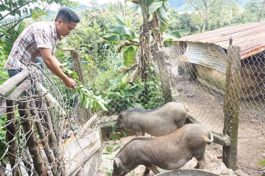 Mô hình nuôi heo giúp phát triển kinh tế.
