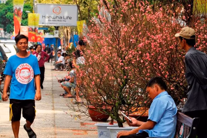 Đào Tết tràn ngập đường phố Sài Gòn