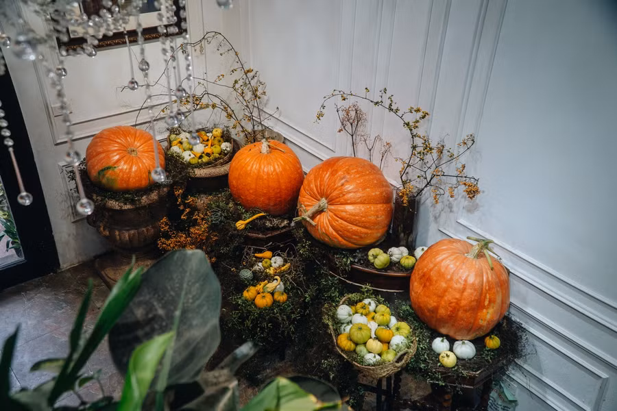 Anh Khôi cho biết để có được một quả bí ngô khổng lồ phục vụ khách chơi Halloween, phía anh liên hệ với nhà vườn từ sớm.