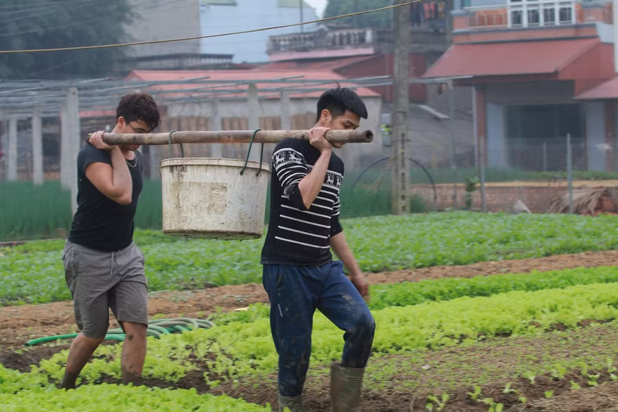 Người dân trồng trọt và buôn bán rau để kiếm thêm thu nhập trong mùa dịch.