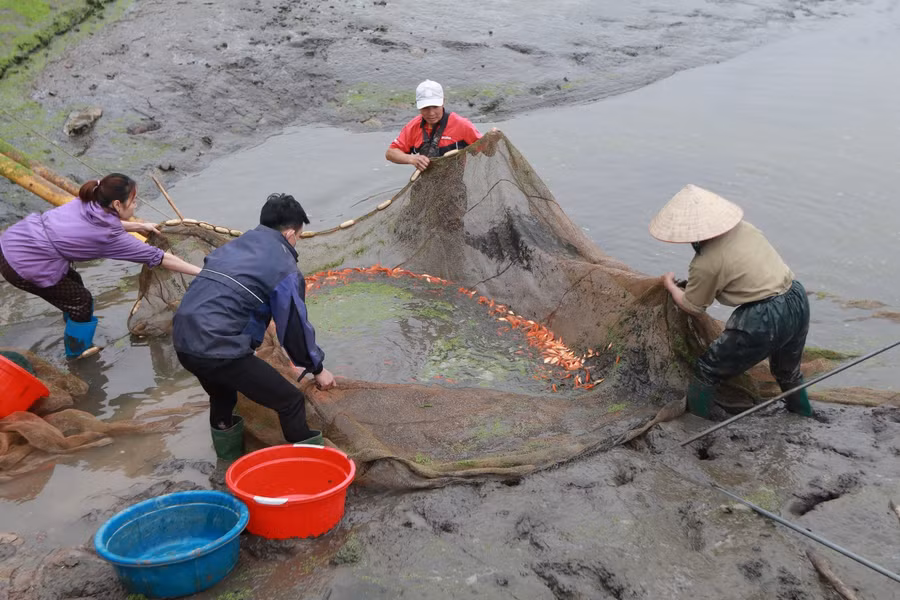 Vào những ngày cận Tết, người dân lại tất bật xuống ao quăng chài, thả lưới, bắt cá.
