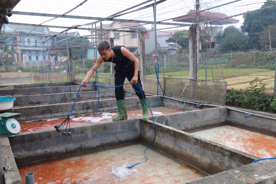 Sắc đỏ của cá chép đã mang tới tài lộc, phát đạt cho người dân nơi đây.