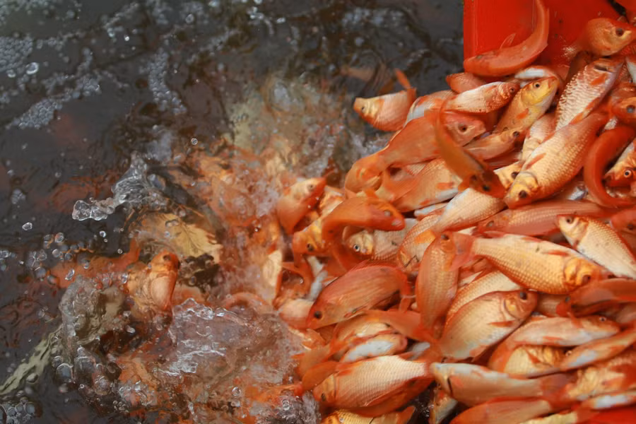 Nghề nuôi giống cá “linh” nơi đây đã đóng góp không nhỏ vào việc giữ gìn nét đẹp văn hóa truyền thống của dân tộc Việt.