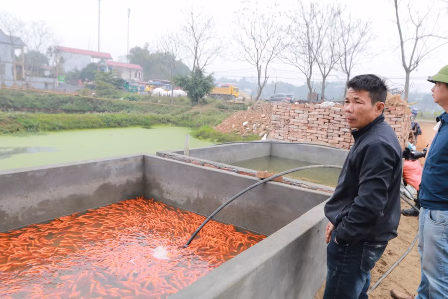 Cả thôn có gần 400 hộ thì đã có tới 350 hộ nuôi cá chép đỏ với tổng diện tích ao hồ hơn 30 ha.