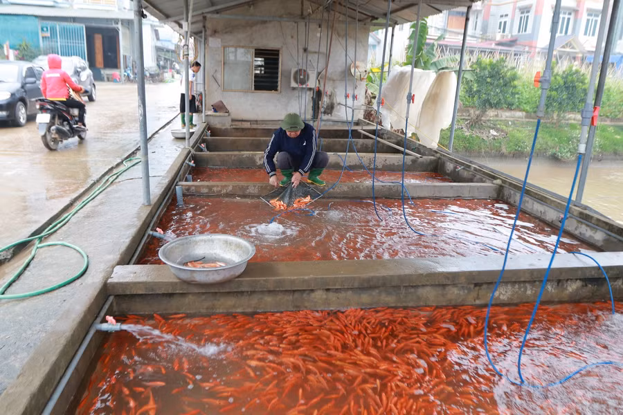 Thủy Trầm rực đỏ với những ao cá dọc đường xung quanh làng.