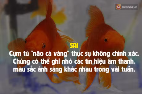 7 su that doi thuong sai bet nhung ai cung cho la dung - Anh 7
