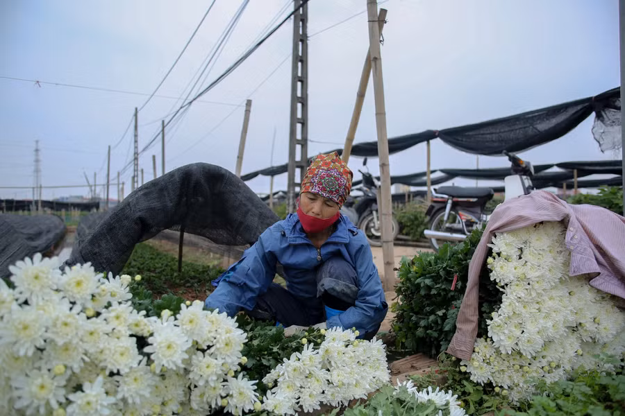 Nhưng với hoa ly mới đáng lo ngại bởi giá củ cao, việc chăm sóc lại vất vả và tốn kém hơn nên năm nay những ai trồng hoa ly có khả năng lỗ nặng.