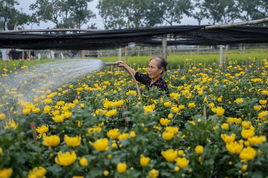 Hà Nội: Hoa chết khô, vứt ngổn ngang đầy ruộng vì ế ẩm ảnh 7