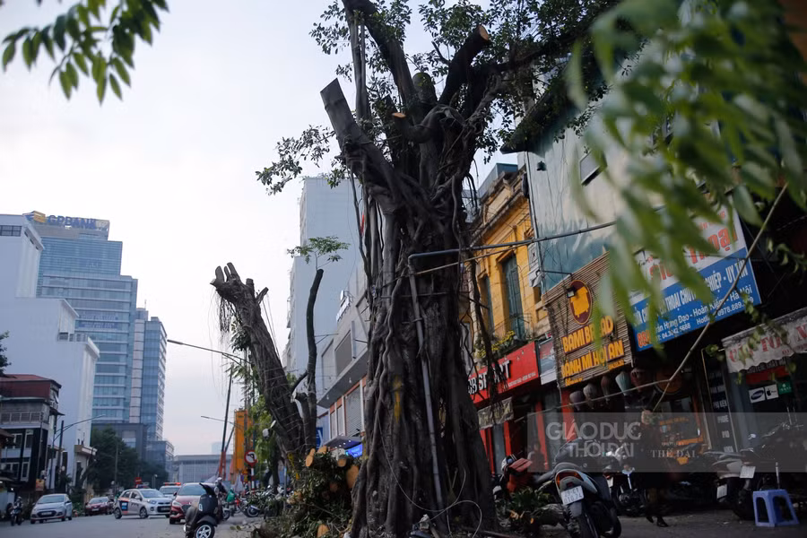 Hà Nội: Di chuyển, chặt hạ 40 cây xanh trên phố Trần Hưng Đạo ảnh 3