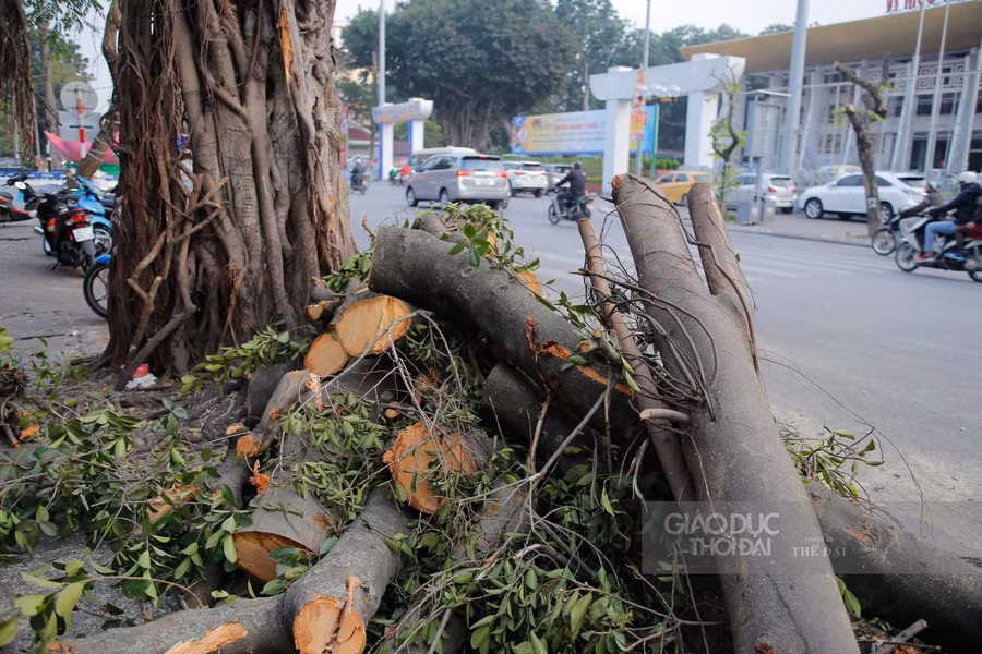 Một số cây quá lớn sẽ được chặt hạ, còn lại tất cả các cây đều tạm thời được di chuyển về nút giao Vĩnh Ngọc, huyện Đông Anh để trồng và chăm sóc.