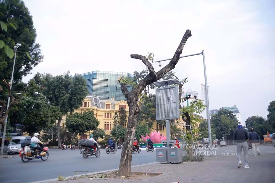 Hà Nội: Di chuyển, chặt hạ 40 cây xanh trên phố Trần Hưng Đạo ảnh 8