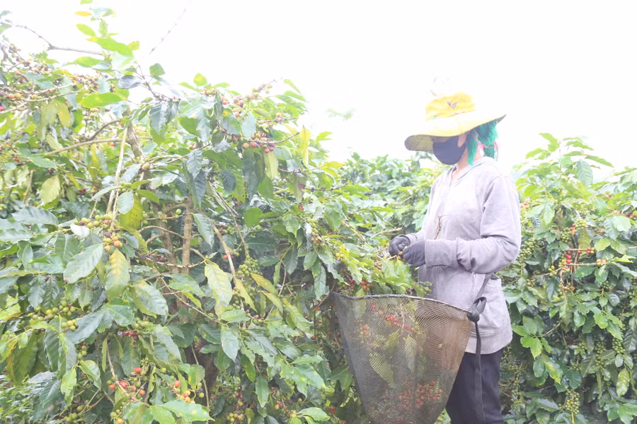 Nông dân mong muốn các doanh nghiệp, cơ sở chế biến cần niêm yết cà phê.