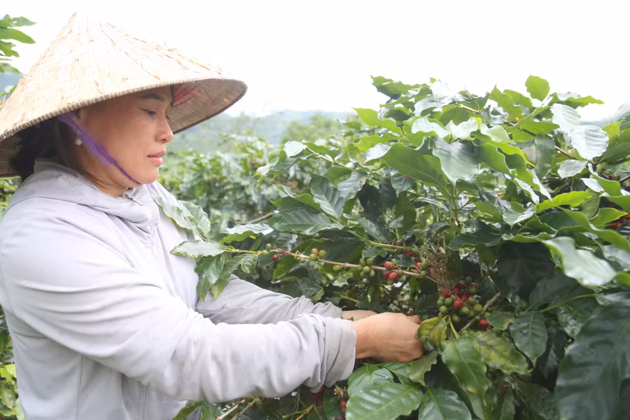 Bà Nguyễn Thị Lan (trú thôn Cợp, xã Hướng Phùng) mong muốn giá cà phê ổn định.
