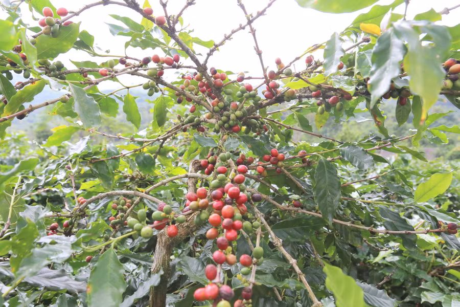 Thời gian này, bà con bước vào chính vụ thu hoạch cà phê.