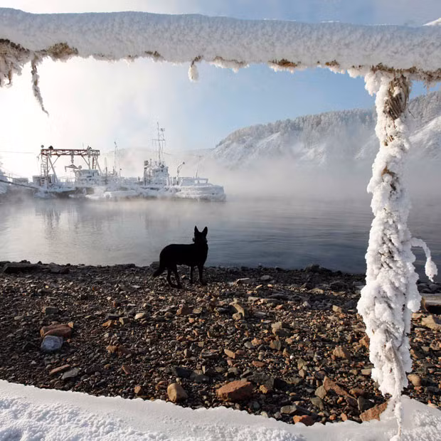 Những hình ảnh ấn tượng trong tuần ảnh 4 A dog stands on the bank of the Yenisei River in front of moored boats covered with heavy hoarfrost and snow as the air temperature dropped to minus 26 degrees Celsius (-14.8 degrees Fahrenheit) outside the Siberian city of Krasnoyarsk