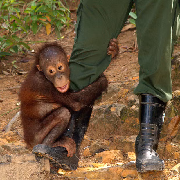 A three-year-old orangutan, his mother shot by hunters, clings onto a ranger’s boot for reassurance at a wildlife park in Malaysia. Australian photographer Steve Bullock captured this endearing picture whilst visiting the resort on his honeymoon