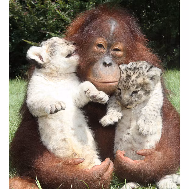 Orangutan Hanama cuddles these two baby lion cubs as he plays dad to the young pair. The three-year-old giant ape forged the unlikely relationship with male cubs Skukuza and Simh at Myrtle Beach Safari in South Carolina