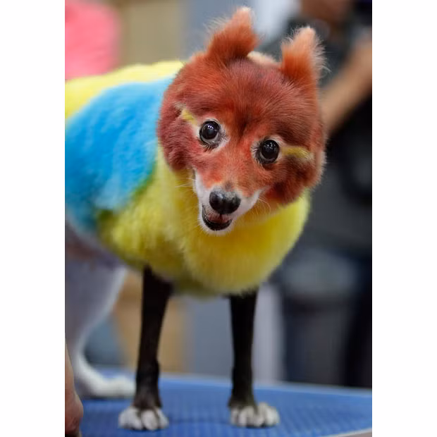 A Japanese Spitz named Lucy is dyed as a bird for a pet colouring competition at a pet show in Taipei