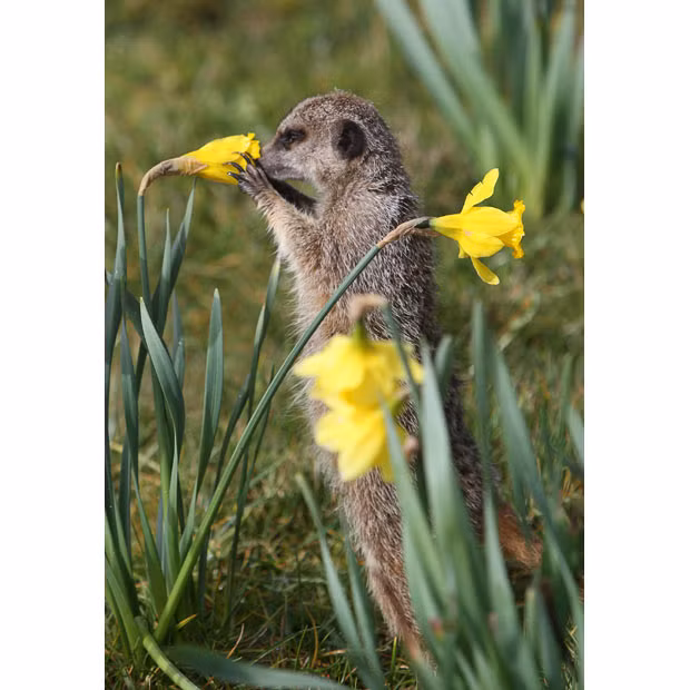 A young hand-reared meerkat sniffs a Spring daffodil at Axe Valley Bird and Animal Park in Axminster, Devon