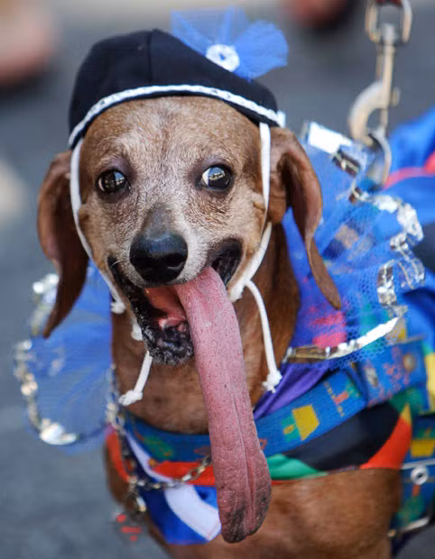 A costumed dog with an unusually long tongue is seen during a pre-Carnival street parade in Rio de Janeiro