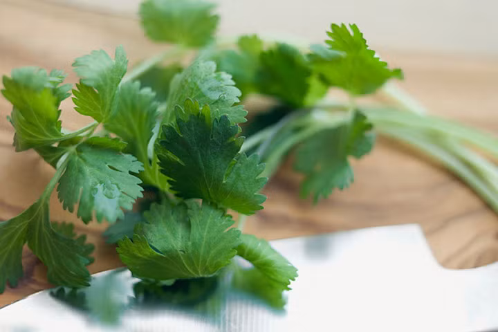 Bài thuốc từ rau mùi ta trị các bệnh mùa đông