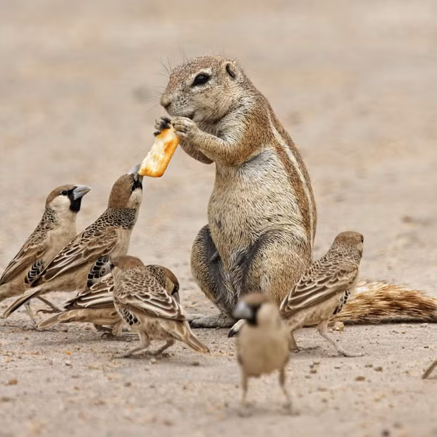Ảnh động vật đẹp trong tuần ảnh 8 This African ground squirrel had a fight on his paws when some hungry birds spotted him with a tasty snack. The feisty squirrel clamped down on the biscuit during the tug-of-war in Etosha National Park, Namibia. The struggle was caught on camera by photographer Ignacio Yufera.