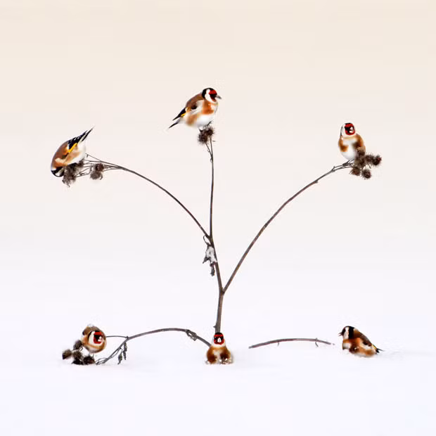Six goldfinch compete for the seeds on five branches. One goldfinch missed out on a meal. The unlucky bird was sixth on the scene with only five perches available on a thistle bush. Photographer Peter Svoboda captured the scene in the Ukraine