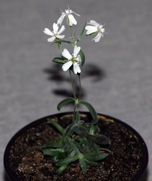 This photo provided by the Institute of Cell Biophysics of the Russian Academy of Sciences show a Sylene stenophylla plant regenerated from tissue of fossil fruit. The plant has been regenerated from tissues found in a squirrel burrow that had been stuck in Siberian permafrost for over 30,000 years. It is the oldest plant ever to be regenerated and it is fertile, producing white flowers and viable seeds.