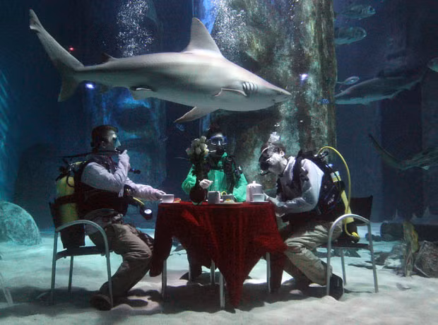 Aquarists at The Sea Life London Aquarium hold a tea party in the Pacific Reef Display shark tank to challenge the perception of them as monsters of the sea. The tank contains Black Tip Reef Sharks, Nurse Sharks, Brown Sharks, Sand Tiger Sharks, a Zebra Shark and a Bowmouth Guitar Shark.