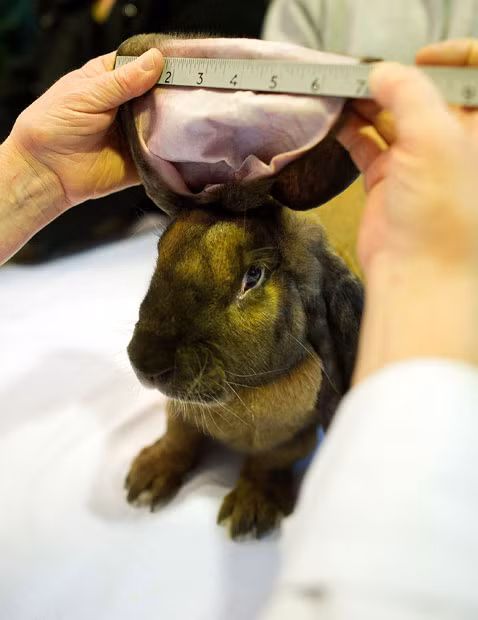 An English Lop Eared Rabbit has its ears measured at the Rabbit Grand National in Harrogate. Approximately 3,000 animals attend the annual show, which runs over two days and was first held in 1921.