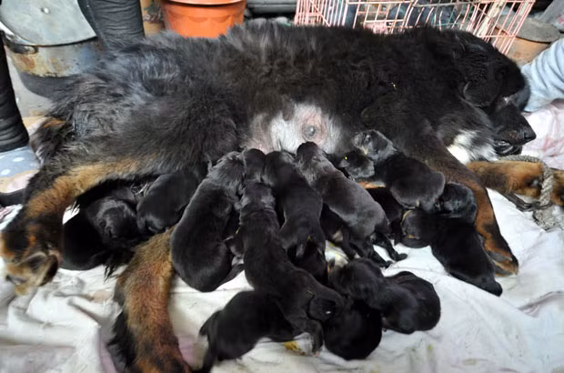 A Tibetan Mastiff has given birth to a huge litter of 22 puppies in Xinjiang, western China, but sadly five died. To give the surviving 17 the best chance the dog’s owner Guo Qingcai and his wife are helping to care for the puppies around the clock. Su Zhanqiang, vice president of Xinjiang Agricultural University’s animal hospital, said it’s rare for a Tibetan Mastiff to have a litter of 22 puppies, with the normal amount being around four or five. Earlier this month a Tibetan Mastiff called Emperor went up for sale at a trade fair in China for a whopping 10 million Yuan (a million pounds)