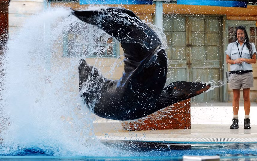 Ảnh động vật đẹp trong tuần ảnh 8 Michi the Californian sea lion performs a somersault at Taronga Zoo, Sydney