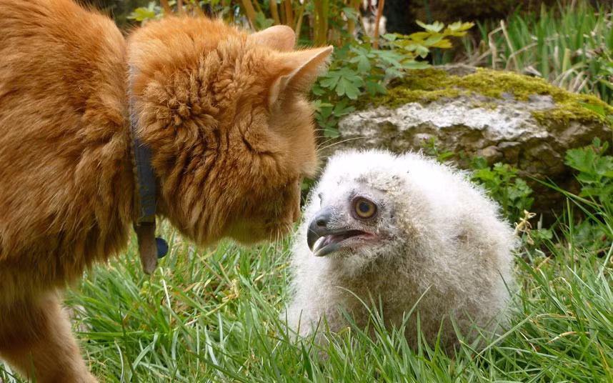 Ảnh đẹp động vật trong tuần ảnh 3 Arnie the cat meets Huwi the Turkmenian Eagle Owlet at Linton Zoo, Cambridgeshire
