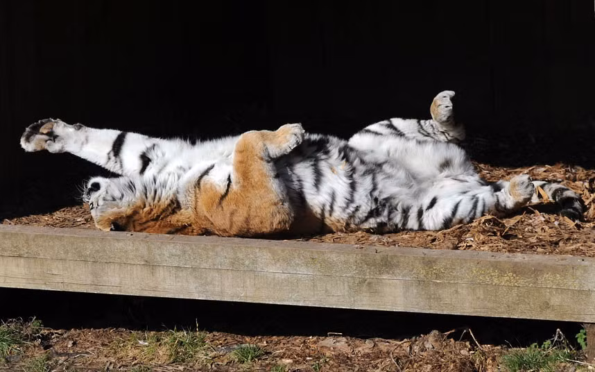 Ảnh động vật đẹp trong tuần ảnh 9 Anastasia the Amur tigress sunbathes on a beautiful springlike day at ZSL Whipsnade Zoo in Bedfordshire, England