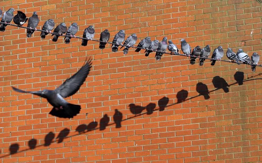 Ảnh động vật đẹp trong tuần ảnh 4 Pigeons sit on a wire in the Cabra area of Dublin