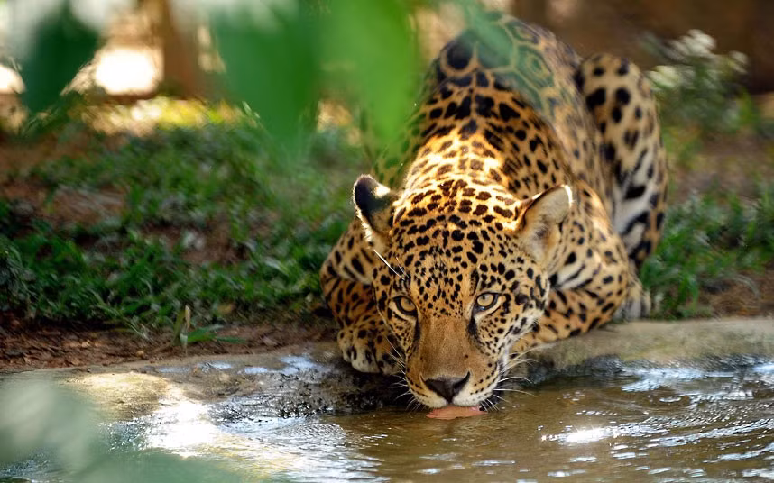 Ảnh động vật đẹp trong tuần ảnh 6 A jaguar drinks water in an enclosure at Petro Velho Farm, a refuge of the non-governmental organization NEX in Corumba de Goias, Brazil