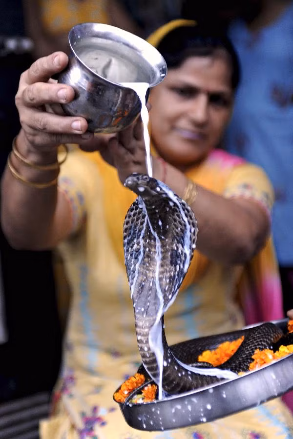 A Hindu devotee pours milk over a cobra during a Nag-Panchami ritual at the Shiva Temple in Amritsar on August 4, 2011. 