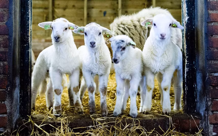 Ảnh động vật đẹp trong tuần ảnh 7 Newborn lambs look at the photographer at a farm in Heeze-Leende in The Netherlands. In a sign that Spring is on the way, 40 lambs were born at the farm.