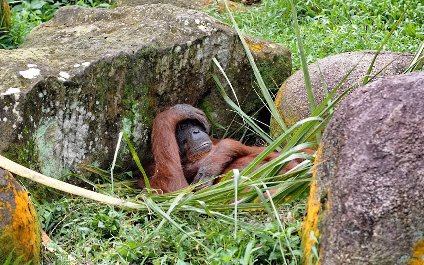 Ảnh động vật đẹp trong tuần ảnh 5 A Borneo orangutan relaxes among the rocks in its enclosure at the Mandai Zoological Garden in Singapore