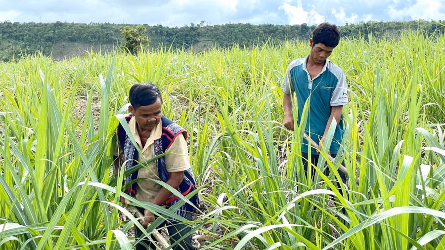 Nhờ sự quan tâm, hỗ trợ của các cấp chính quyền gia đình anh Đinh Ươn (bên phải) đã thoát nghèo.