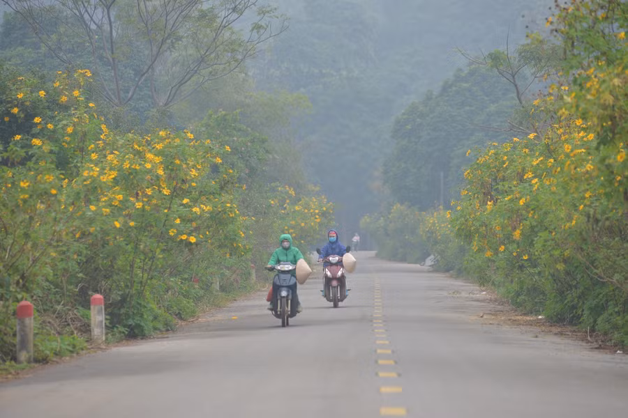 Người dân bắt đầu thấy được sự giao chuyển giữa mùa thu và mùa đông, khi thấy hoa dã quỳ nở rộ bên đường.