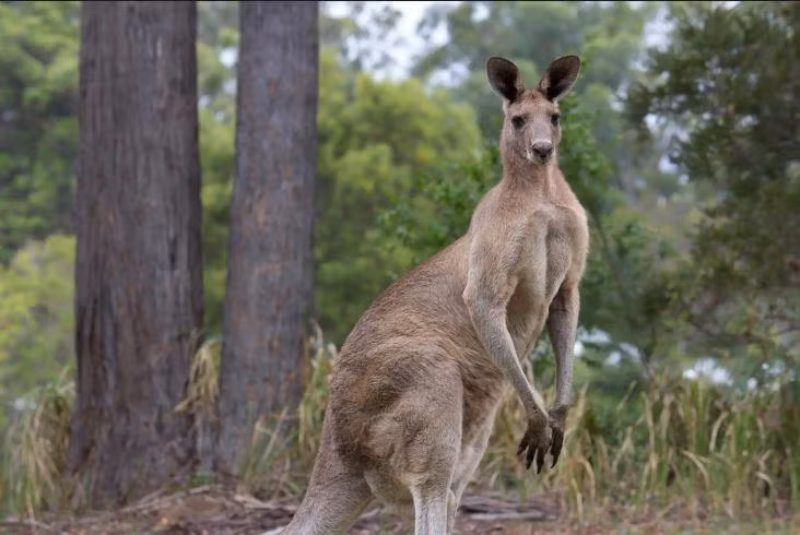 Hầu hết các hành vi tấn công người dân đều đến từ những con kangaroo cái. Ảnh: Getty / iStockphoto Hầu hết các hành vi tấn công người dân đều đến từ những con kangaroo cái. Ảnh: Getty / iStockphoto
