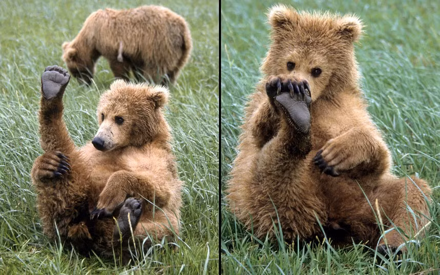 This bear cub seems to be wondering where a certain pong is coming from. Having a great sense of smell has its drawbacks as shown by this curious bear cub who seems to be checking himself for a strange smells. US photographer Daniel J Cox spotted the cub along the coastal mainland in Alaska.