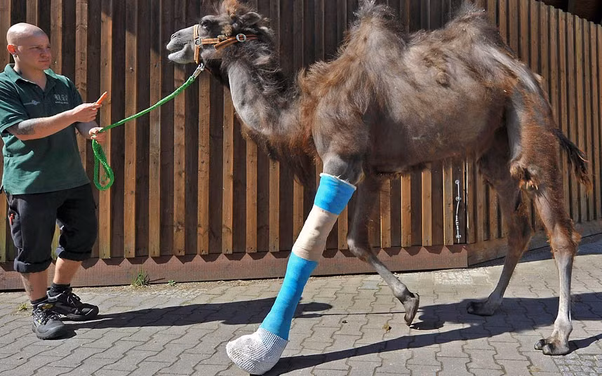 A keeper walks Laila, a camel with a broken leg, at a horse clinic in Berlin