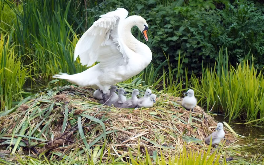 Trevor Moffet from Newtownards, Co Down took this photo of a mother swan with her eight cygnets born this week at Mount Stewart, a National Trust property in Northern Ireland, on the shores of Strangford Lough. If you have a photograph you