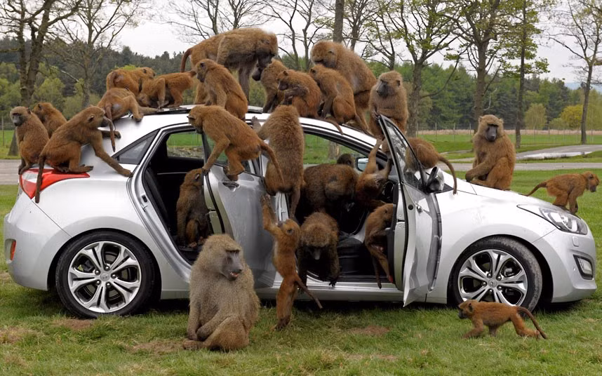 Baboons from Knowsley Safari Park in Merseyside give Hyundai